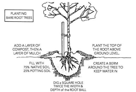 Trees are the most important gift of nature. How To Plant Bare Root Trees