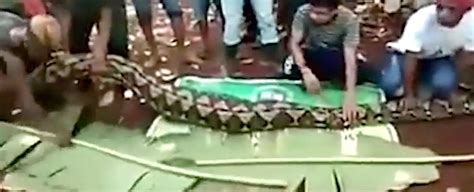Another Indonesian Villager Has Been Swallowed Whole By A Python