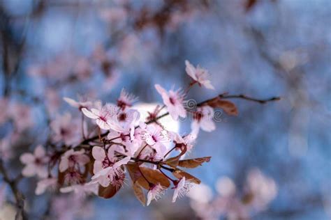 Japanese Cherry Blossoms Against A Light Blue Bokeh Background Stock