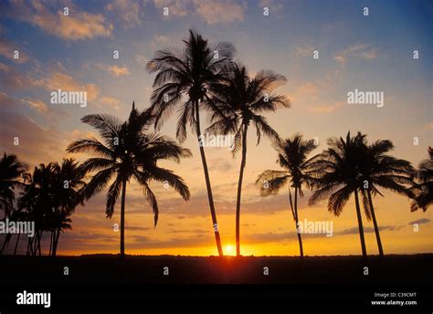 Coconut Palm Trees At Sunset Mauna Lani Resort Kohala Coast Island