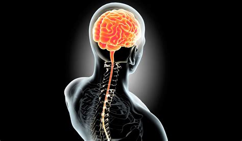 Las 4 Partes Del Sistema Nervioso Características Y Funciones