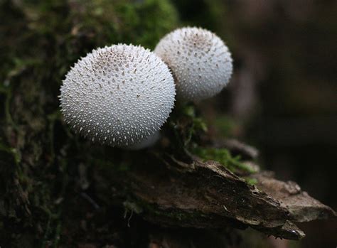 Fantastic Fungi Photo Contest Follow Up Photo Contest Photo Nature