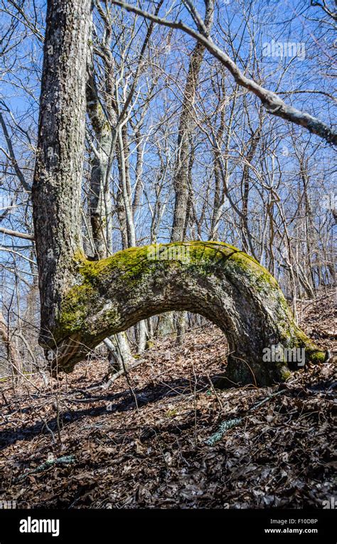 A Native American Tradition Of Bending Trees As Trail Markers