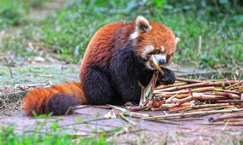 Photos Of Red Pandas Slacking Off That Are Really Cute 500px