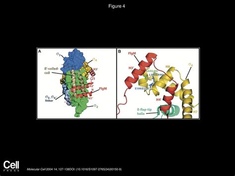 Crystal Structure Of The Flagellar σanti σ Complex σ28flgm Reveals An