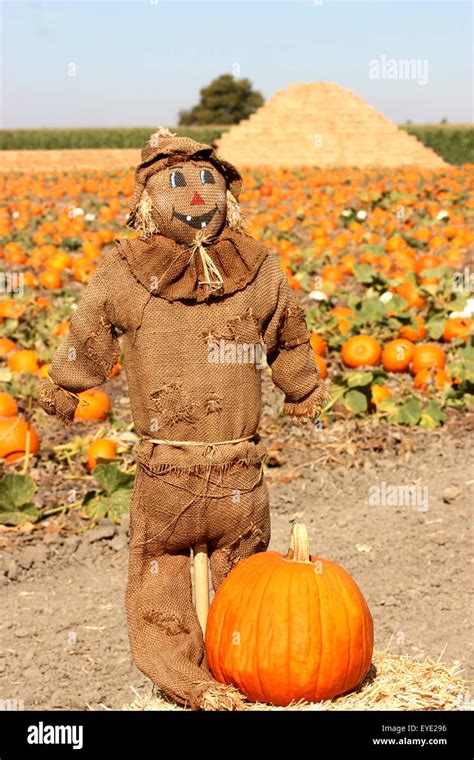 Scarecrow On Autumn Pumpkin Field Stock Photo Alamy