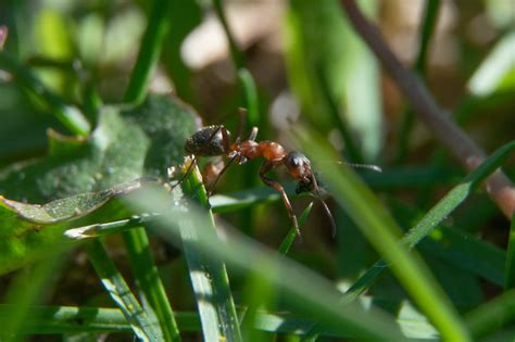 The Most Effective Ways To Get Rid Of Ants In Your Garden Grandmas