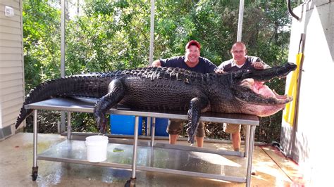 The argument reportedly started over the accusation of a stolen phone and quickly went viral. Alligator On Florida Golf Course Fails To Stop Play ...