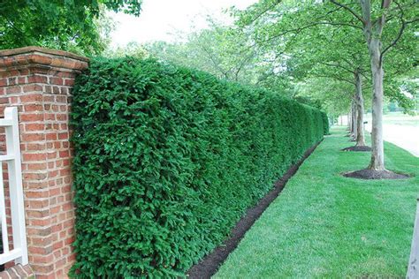 A yew hedge? - pennlive.com