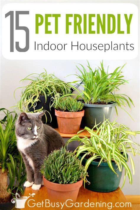 What Plants Are Safe For Dogs And Cats