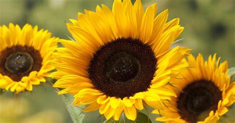 Check spelling or type a new query. Gewöhnliche Sonnenblume pflanzen und pflegen - Mein ...
