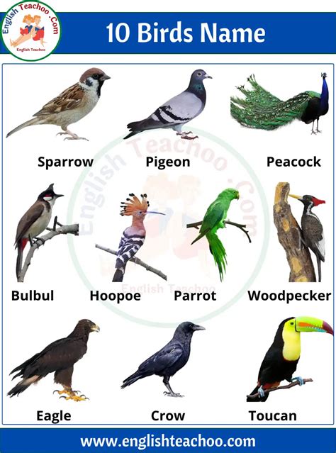 10 Birds Name In English With Pictures Englishteachoo