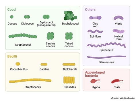 Bacterial Cell Definition Types Structure And Facts