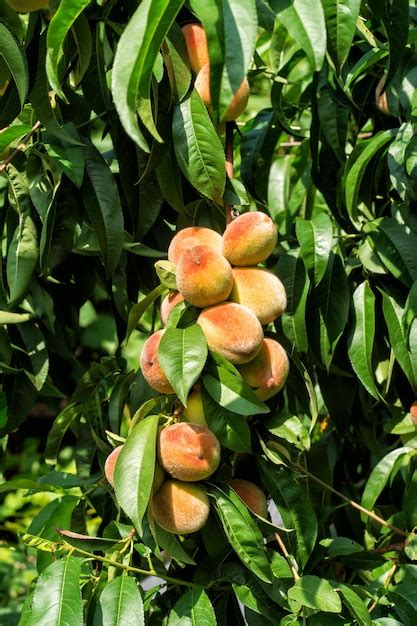 Premium Photo Harvest Of Ripe Peaches On A Tree