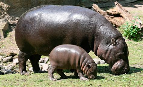 características físicas de los hipopótamos imágenes y fotos