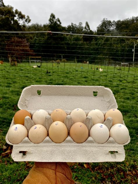 What's the Deal With Eggs? - The Frugal Foodies