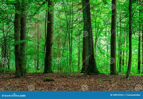 Forest With Fresh Green Foliage Stock Image Image Of Ecosystem