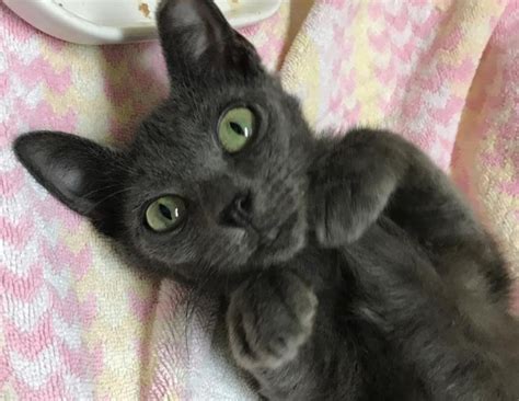 Read ratings and reviews, check out the vendors and save festivals to your calendar. Scraggly Kitten Walks Up to Rescuer and Meows for Help When