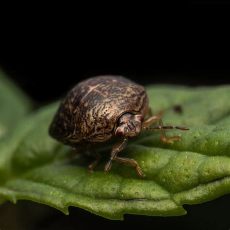 Kudzu Bug Identification And Info