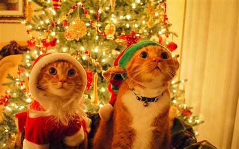 Download Pics Photos Cats Christmas Cat Wallpaper By Klopez69