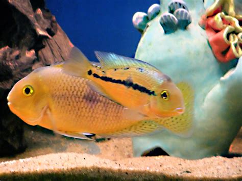 Breeding Pair Of Nicaraguan Cichlids Аквариумная рыбка Аквариум