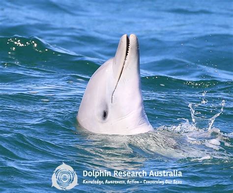 Moreton Bay Dolphin Population Dolphin Research Australiaorg