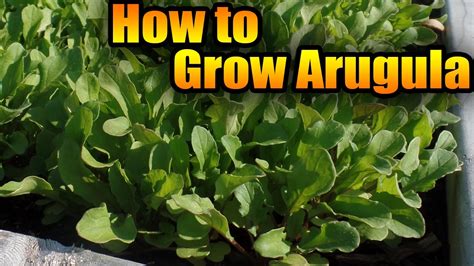 How To Grow Arugula Youtube