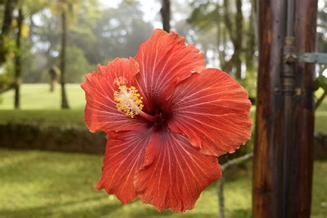 Red Flower Free Stock Photo Public Domain Pictures