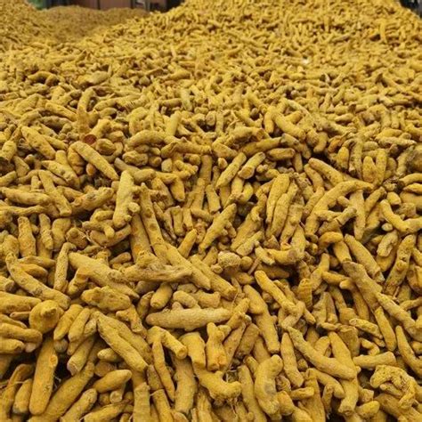 Turmeric Erode Finger For Spices 50 Kg At Rs 130 Kg In Basmat ID