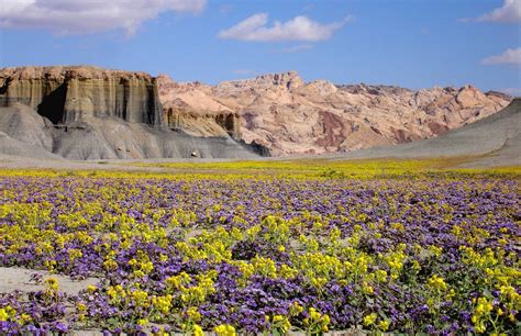 The Utah Desert In Bloom This Photo Was Taken In April 2005 After A