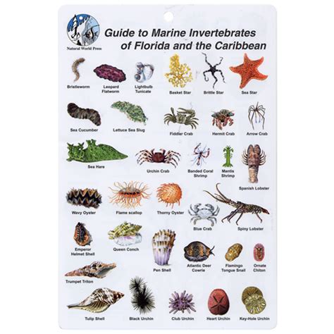 Marine Invertebrates Of Florida And Caribbean Id Card