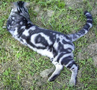 Marble bengal cat bengal kitten white kittens cats and kittens ragdoll kittens kitty cats kittens cutest funny kittens norwegian forest cat. black and silver marble | Cats, American shorthair cat ...