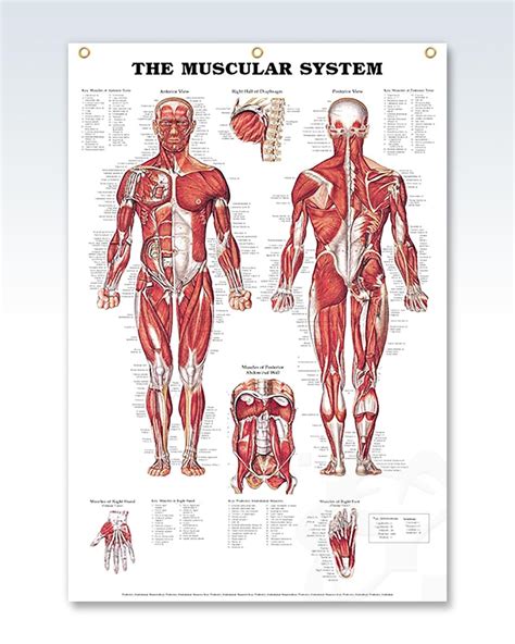 Muscular System Anatomy And Physiology