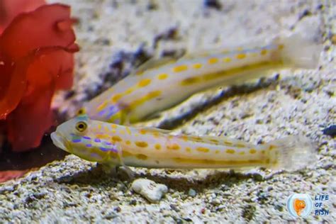 Sand Sifting Goby Care Guide Exotic Pets Everything To Know