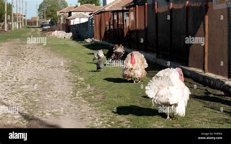 File Stock Picture Of Livestock In The Village Of Kotlentsi Near