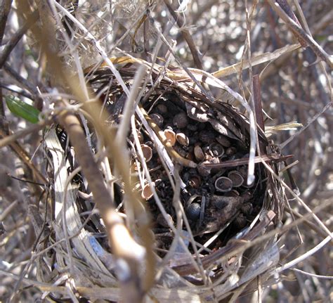 Nests Backyard And Beyond