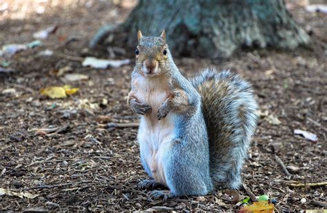 Gray Squirrel Animals Happen Wildlife Control