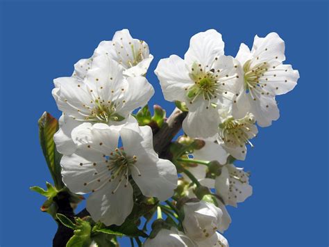 Cherry Blossom Isolated Blue · Free Photo On Pixabay