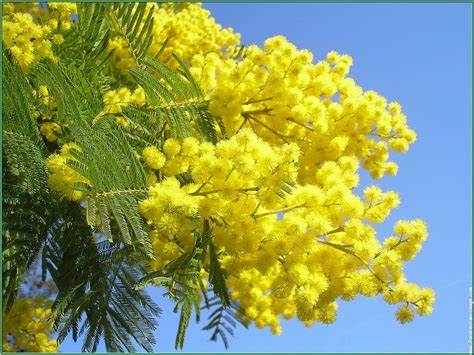 Mimose does have court, arrest or criminal records check full background profile to see possible court, arrest or conviction records we have found on mimose. mimose | Un Giornalista nella Rete