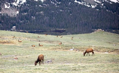 A Herd Of Elk Grazing On An Alpine Meadow At Rocky Mountain National