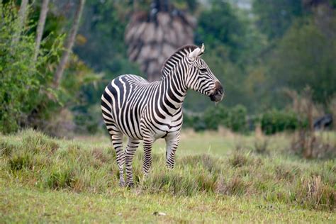 Kilimanjaro Safaris To Boost Zebra Presence Add Savannah Space At