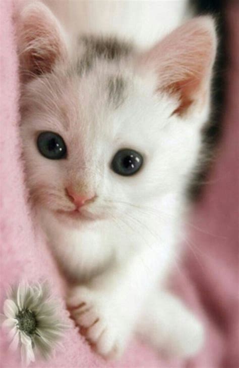 Pin By Wolff Solutions On Cats Kittens Cutest Cute Cats Cats