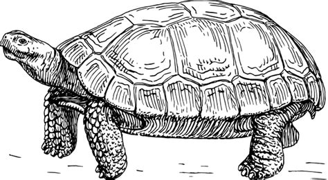 You can find more zoo clip arts black and white in our search box. Tortoise Clip Art at Clker.com - vector clip art online ...