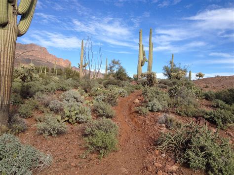 Gold Canyon Arizona: I believe this was on the Gila Monster trail! [OC