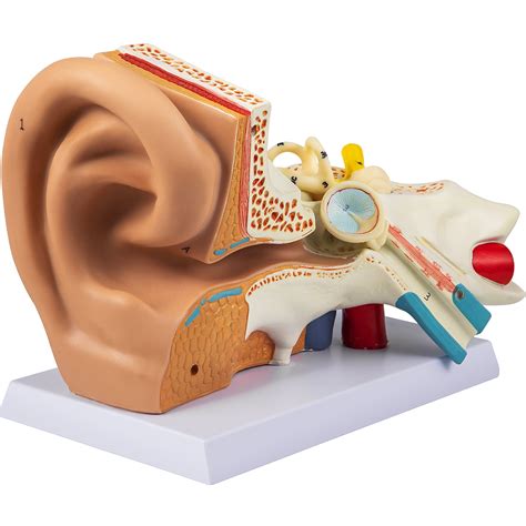 Vevor Human Ear Anatomy Model 5 Times Enlarged Human Ear Model Pvc