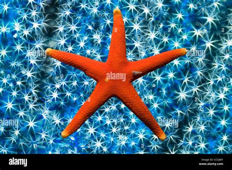 Starfish Underwater Hi Res Stock Photography And Images Alamy