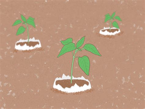 If you live in a colder region, consider a raised garden bed to help wet, cold soils. 3 Ways to Fertilize Soil With Eggshells - wikiHow