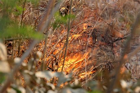 Summer Wildfires Burning Forest Rural Area Khon Kae Stock Photos Free
