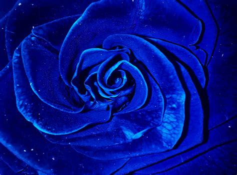 Guide To Growing Midnight Supreme Rose