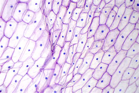 Human Skin Cell Under Microscope